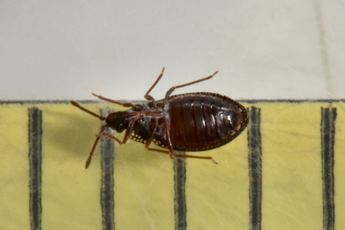 Tingidae:  Acalypta sp.? No, Campylosteira verna